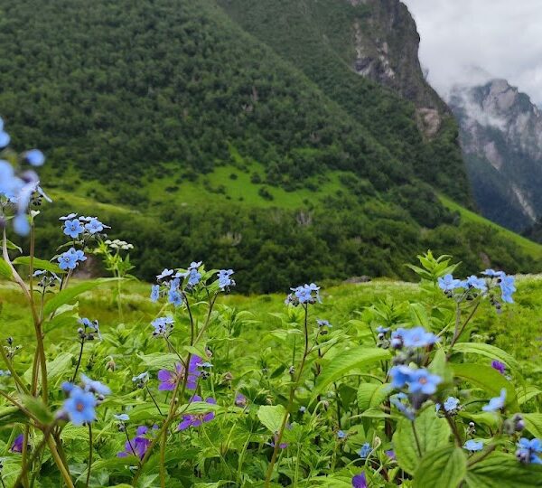 Valley of Flowers