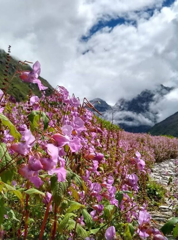 Valley of Flowers,