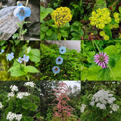 Valley of Flowers Trek