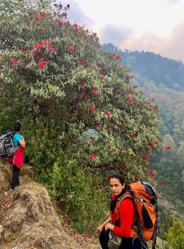 Red rhododendron flowers blooming along the forest trail during the spring season of Ranthan Kharak Trek.