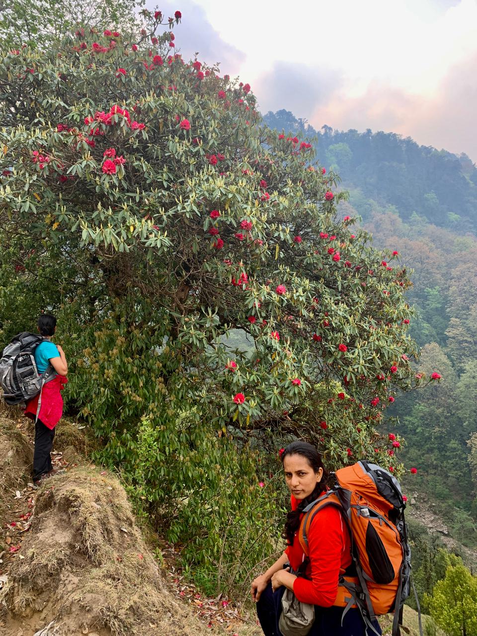 Red rhododendron flowers blooming along the forest trail during the spring season of Ranthan Kharak Trek.